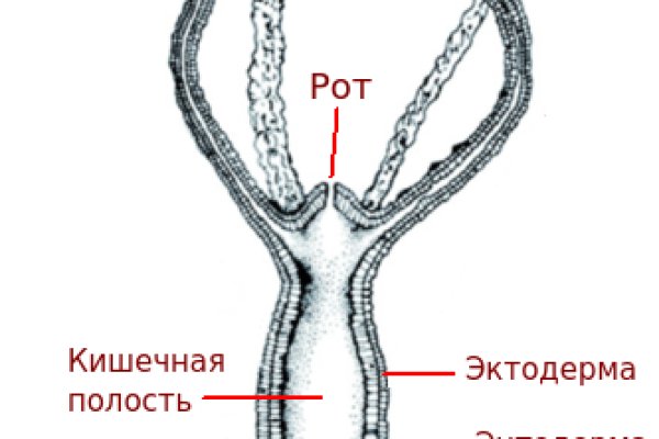 Kraken tor 2krnk biz